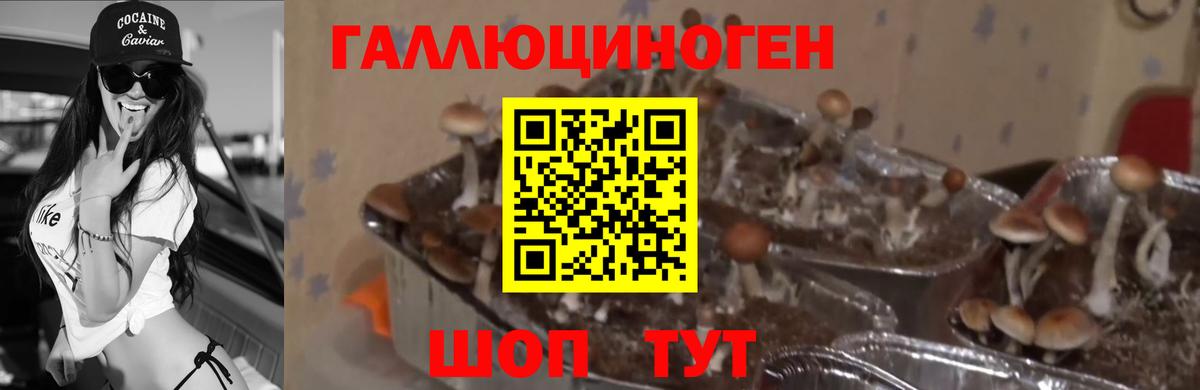 Псилоцибиновые грибы мицелий Анапа